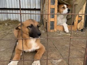 Пункт передержки безнадзорных животных Якутска передан некоммерческой организации «Фонд помощи животным»