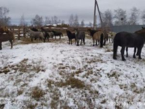 Владелец лошадей, которых поймали в центре Якутска, оплатил 145 тысяч рублей