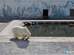 Белого медвежонка Алмаза планируют перевезти в Хабаровск