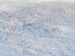 Минэкологии Якутии: сообщения об огромной стае волков в Верхоянском районе ложные