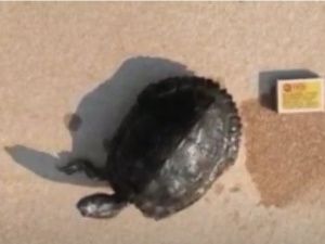 В Верхневилюйском улусе в рыбацкую сеть попалась черепаха