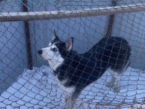 В приюте для животных Якутска содержится 1294 собаки