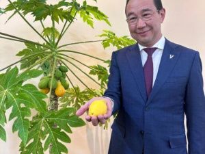 В Якутии вырастили… папайю!