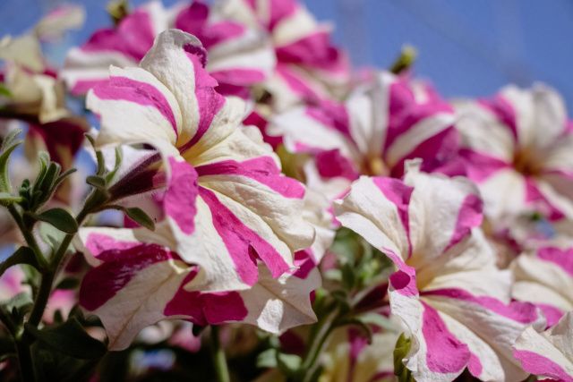 В исправительных учреждениях расцвели цветы