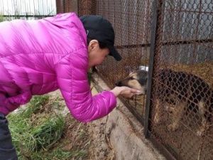 "Я не давала указаний об умерщвлении собак", - мэр Якутска