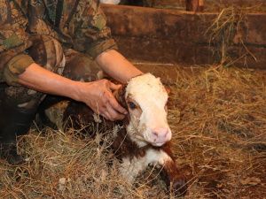 В «Полюсе Холода» родился телёнок Арктика