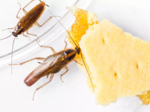 Что делать если в доме появились грызуны или насекомые?