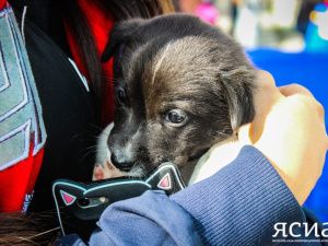 На Дальнем Востоке вырос спрос на услуги по уходу за домашними животными