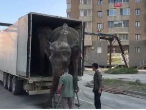 Айсен Николаев: "Цирки, как и зоопарки, нужны детям, которым необходимо знакомиться с животным миром"