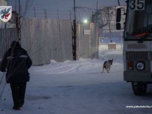 В Октябрьском округе Якутска отловлено более 100 безнадзорных животных