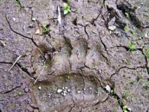 Медведя, ежедневно наведывавшегося в якутское село Абыйского района, ликвидировали
