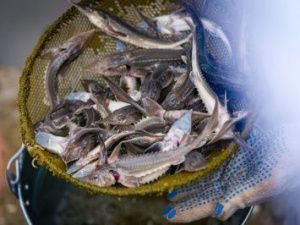 В Якутии планируют построить новый рыбоводный завод