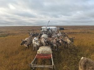 Оленевод с 28-летним стажем Роман Туприн: «Мы приобщаем детей к оленеводству с малого возраста»