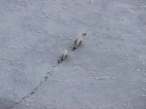 В Якутии провели авиаучет белых медведей на «Медвежьих островах»