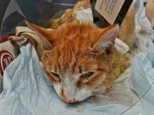 Кот, которому изверги перерезали горло, скончался