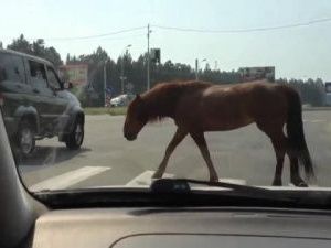 Бродячие лошади нападают на жителей Покровска