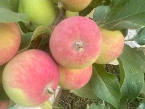 Невероятный фотофакт: В Якутии поспевают яблоки!