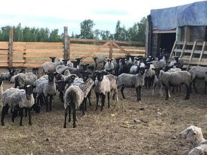 Афанасий Максимов:  «Когда меня «чудо-мэр» сделает почетным фермером?»