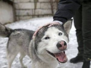 Владельцам домашних животных грозят штрафы за уклонение от регистрации питомцев