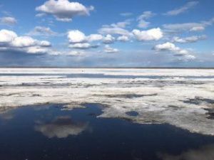 В окрестностях Якутска расцвели подснежники