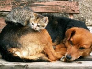 Городские предприятия подхватили эстафету помощи пункту передержки 