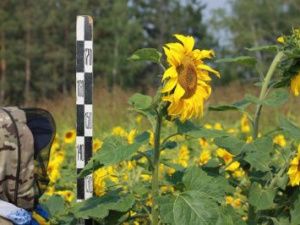 Разноцветное поле: Под присмотром ученых около Немюгюнцев выращивают подсолнух, кукурузу и овес