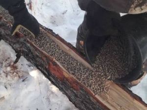 Охотники Хангаласского улуса подкармливают косуль