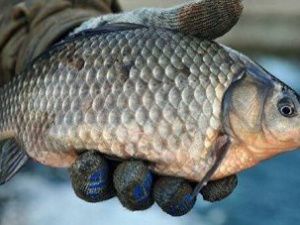 Советские разработки помогли спасти икру карася в Якутии