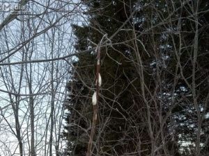 Аномальное тепло: В Якутии распустилась верба