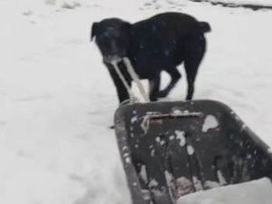 Отличный помощник: умная собака из Оймяконского улуса тянет сани с заготовленным льдом