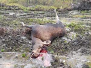 Массовая гибель животных в Усть-Майском районе?