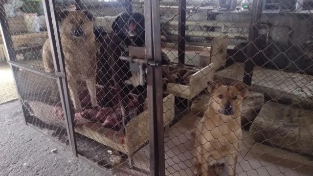 В Серебряном Бору взяли ДНК и изымают собак из приюта