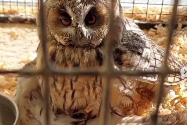 Сову со сломанным крылом спасли в Якутске