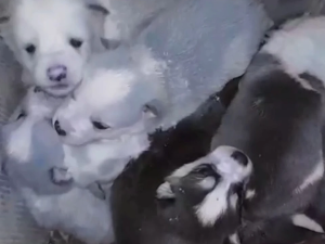 В Якутии в лютый мороз на улицу выкинули коробку с щенятами