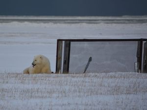 «Это большая редкость в природе». В Якутии замечена белая медведица сразу с тремя медвежатами