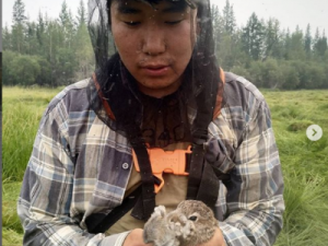 Фотофакт: Якутские сенокосчики поймали зайчонка и отпустили