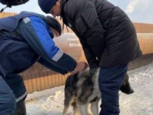 Хозяйских собак пересчитают