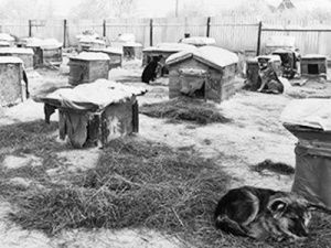 «Собачий холод». Откуда пошла эпидемия нападений собак