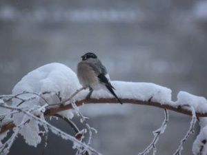 Дожили: В Якутии температура воздуха поднимется до 0°
