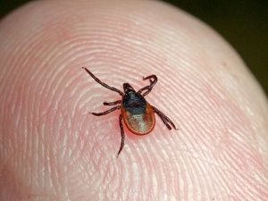 В Якутии зарегистрировано 100 укусов клещей