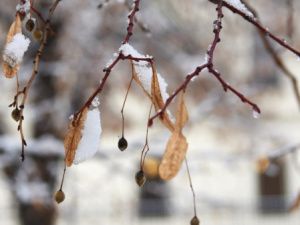 Сегодня Сергей Капустник: традиции и приметы 8 октября