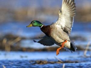 Сроки весенней охоты на водоплавающую дичь в Якутии