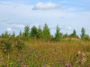 Якутского фермера оштрафовали за заросшее сорняками поле