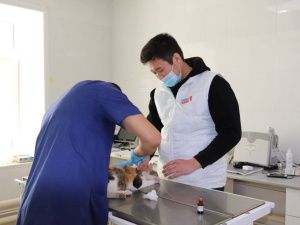 Мы в ответе за тех, кого приручили молодогвардейцы оказали помощь приютам во Всемирный день бездомных животных