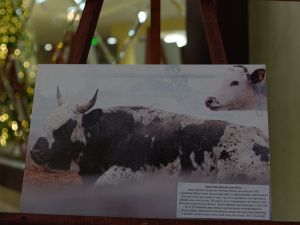 На более чем пять сотен увеличилось поголовье якутского скота за четыре года