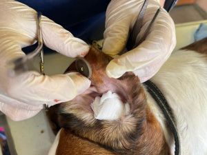 Ветеринары в Ленске использовали пуговицы при операции собаки с ушной гематомой