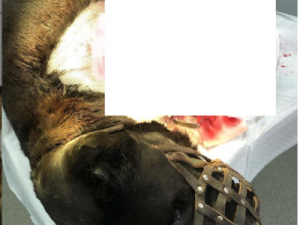 В Якутске неизвестный водитель сбил собаку популярного шоумена и скрылся с места ДТП