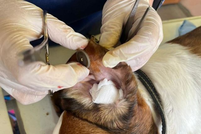 Ветеринары в Ленске использовали пуговицы при операции собаки с ушной гематомой