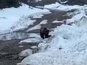 Взорвавшие медведя вахтовики получили условные сроки