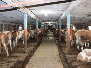 В «Полюсе Холода» родился телёнок Арктика